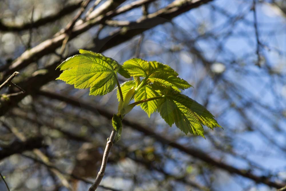 Spring Trees